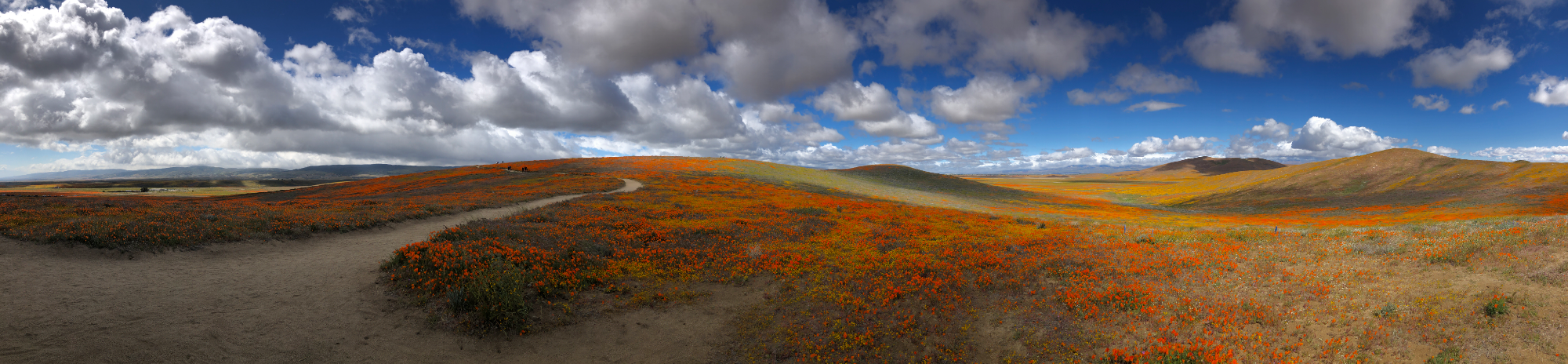 California poppy fields